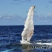 whale_humpback_h_00712_dom2785.jpg